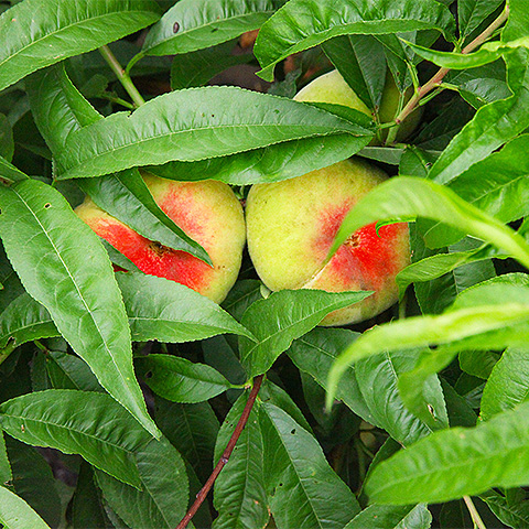 开云体育客户端APP下载热带水果一