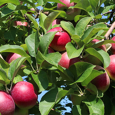 开云体育客户端APP下载热带水果二